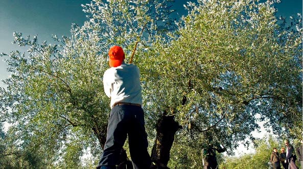 Un mar de 65 millones de olivos